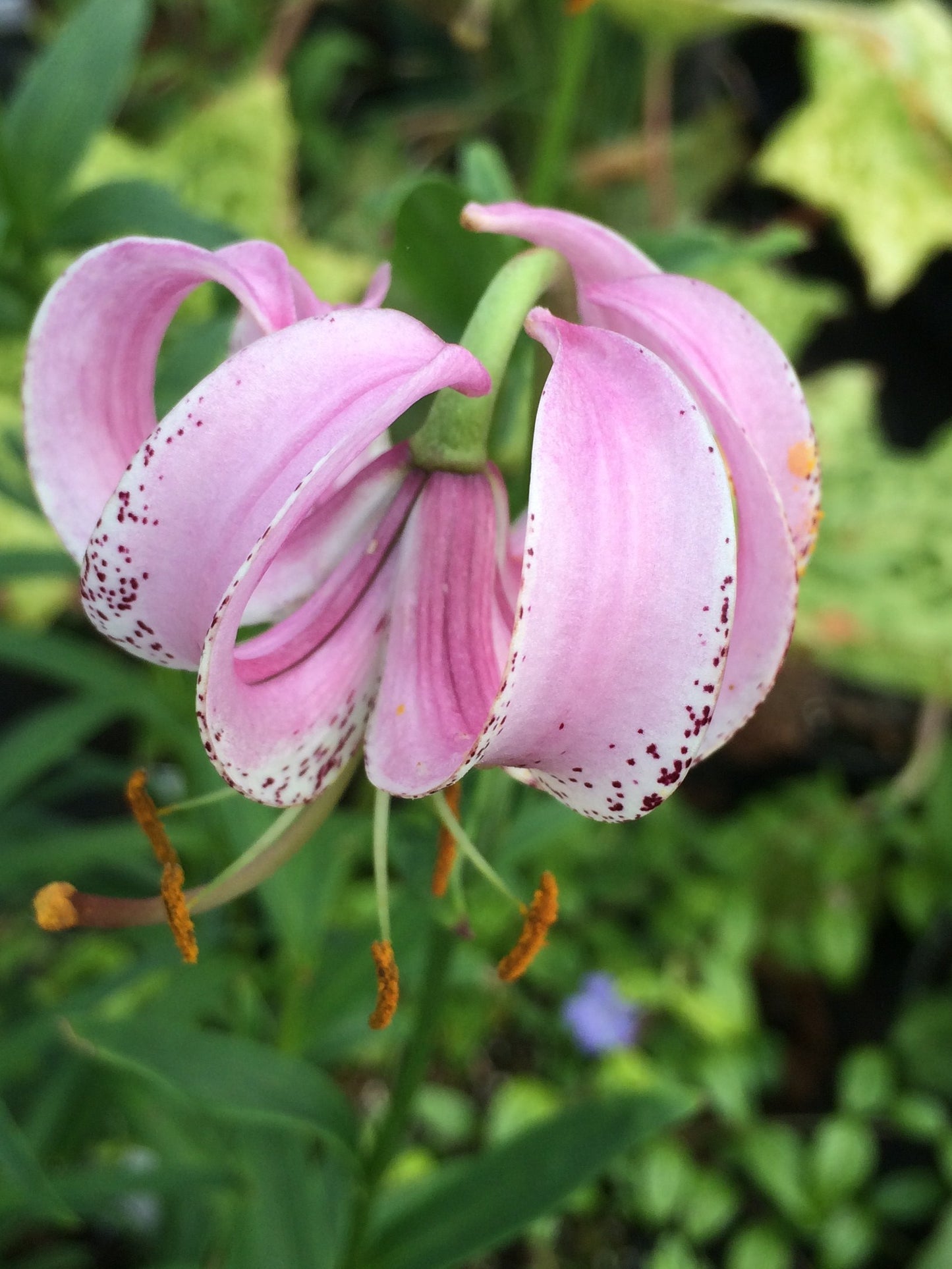 Lilium_lankongense
