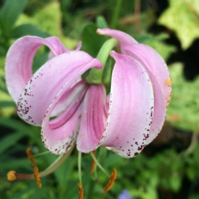 Lilium_lankongense