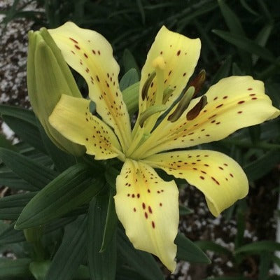 Lilium_maculatum_flavum