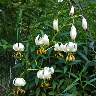 Lilium_martagon_Album