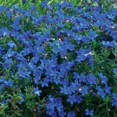 Lithodora_diffusa_compact_Blue