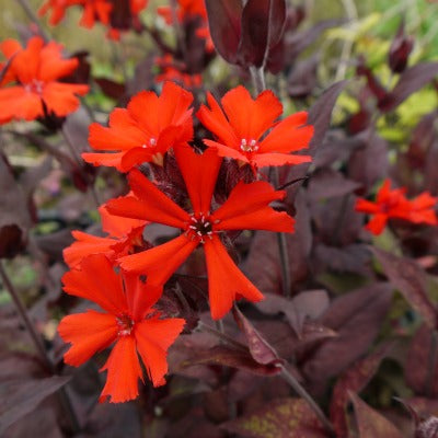 silene cognata