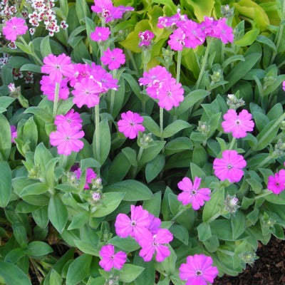 Lychnis_flos_jovis_peggy.jpg
