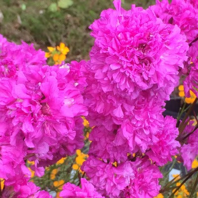 Lychnis_viscaria_flore_plena