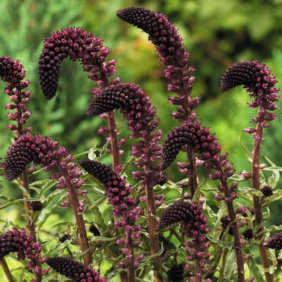 Lysimachia atropurpurea 'Beaujolais'