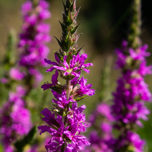 Lythrum virgatum Queen Jitka