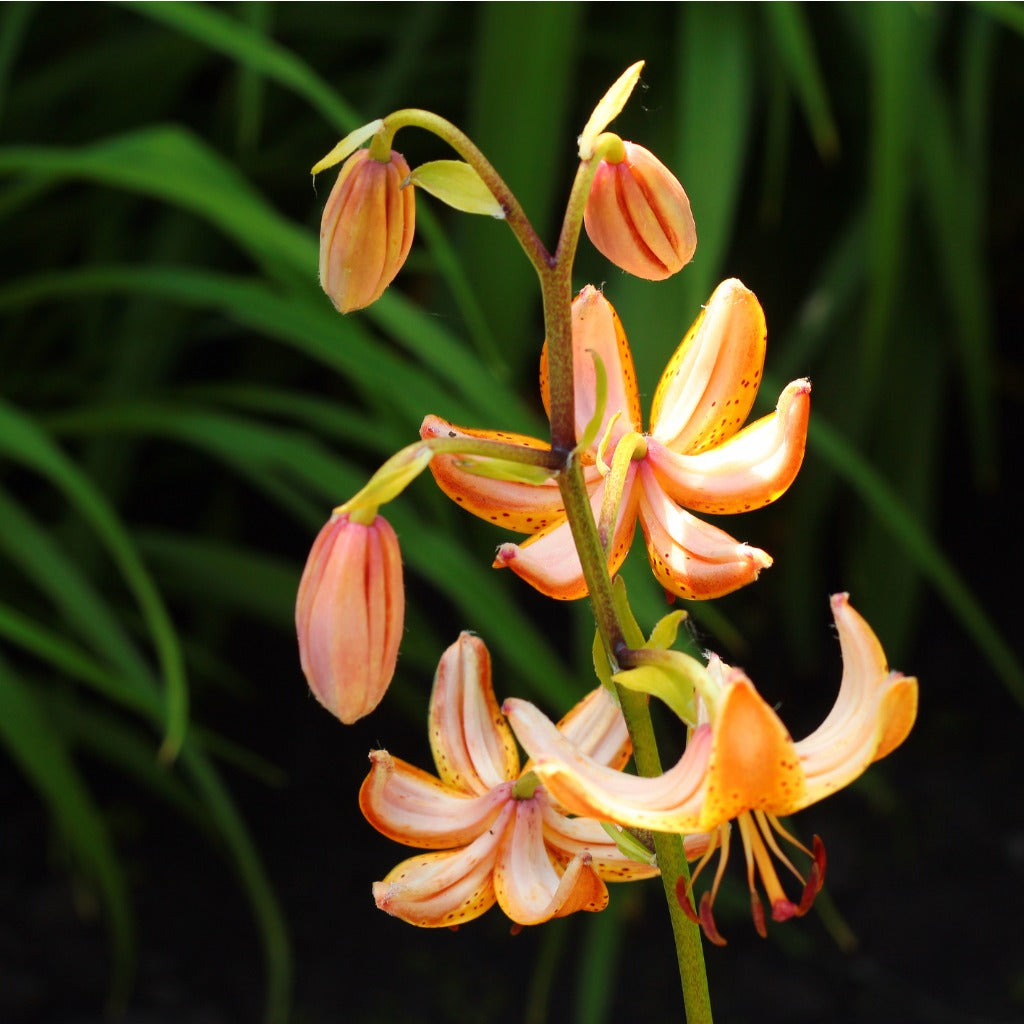 Lilium martagon Fairy Morning