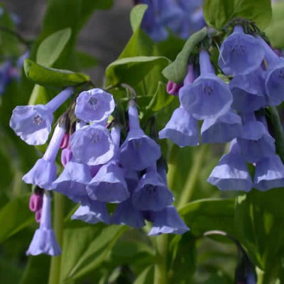 Mertensia_virginica.jpg