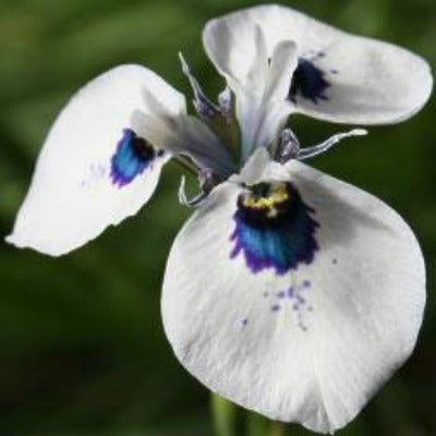 Moraea_aristata