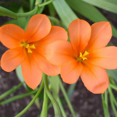 Moraea_collina