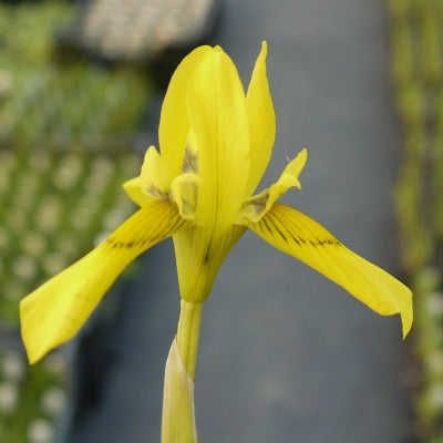 Moraea_huttonii