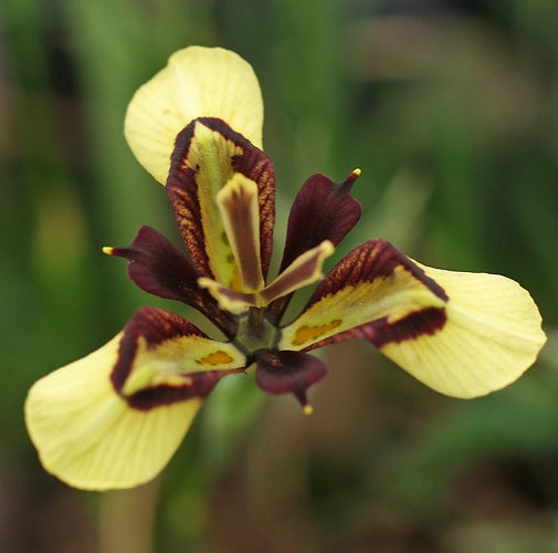 Moraea lurida