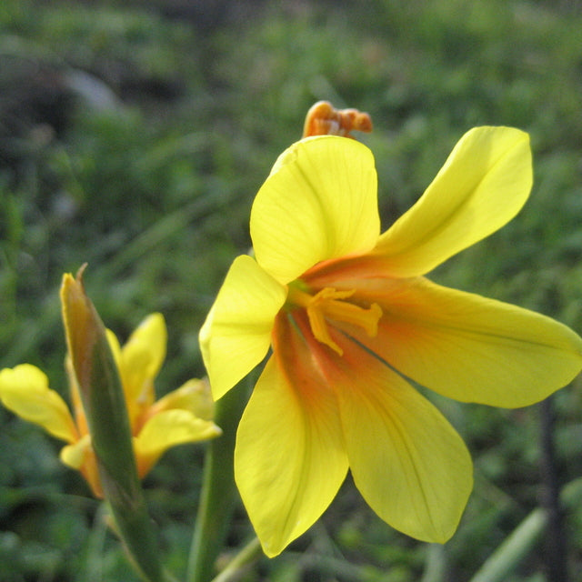 Moraea  ochroleuca