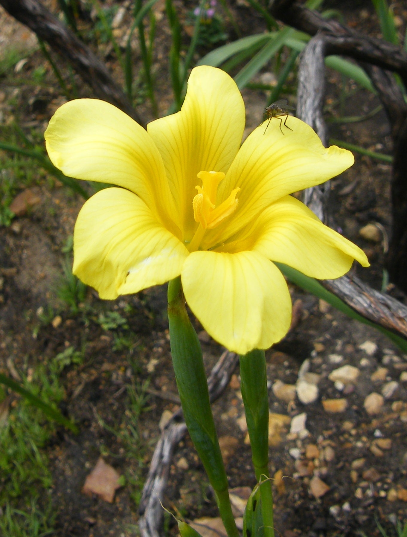 Moraea_ochroleuca