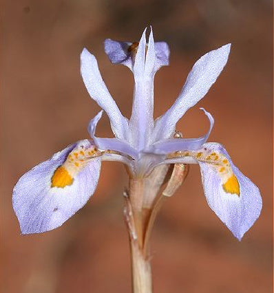Moraea stricta