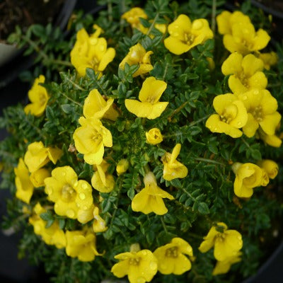 Morisia_monantha