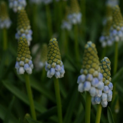 Muscari_Peppermint