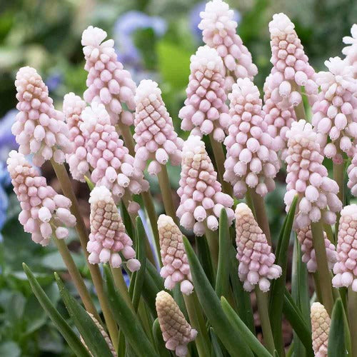 Muscari_Pink_Sunrise