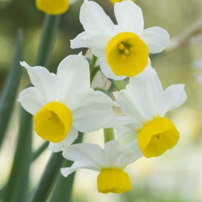 Narcissus_canaliculatus