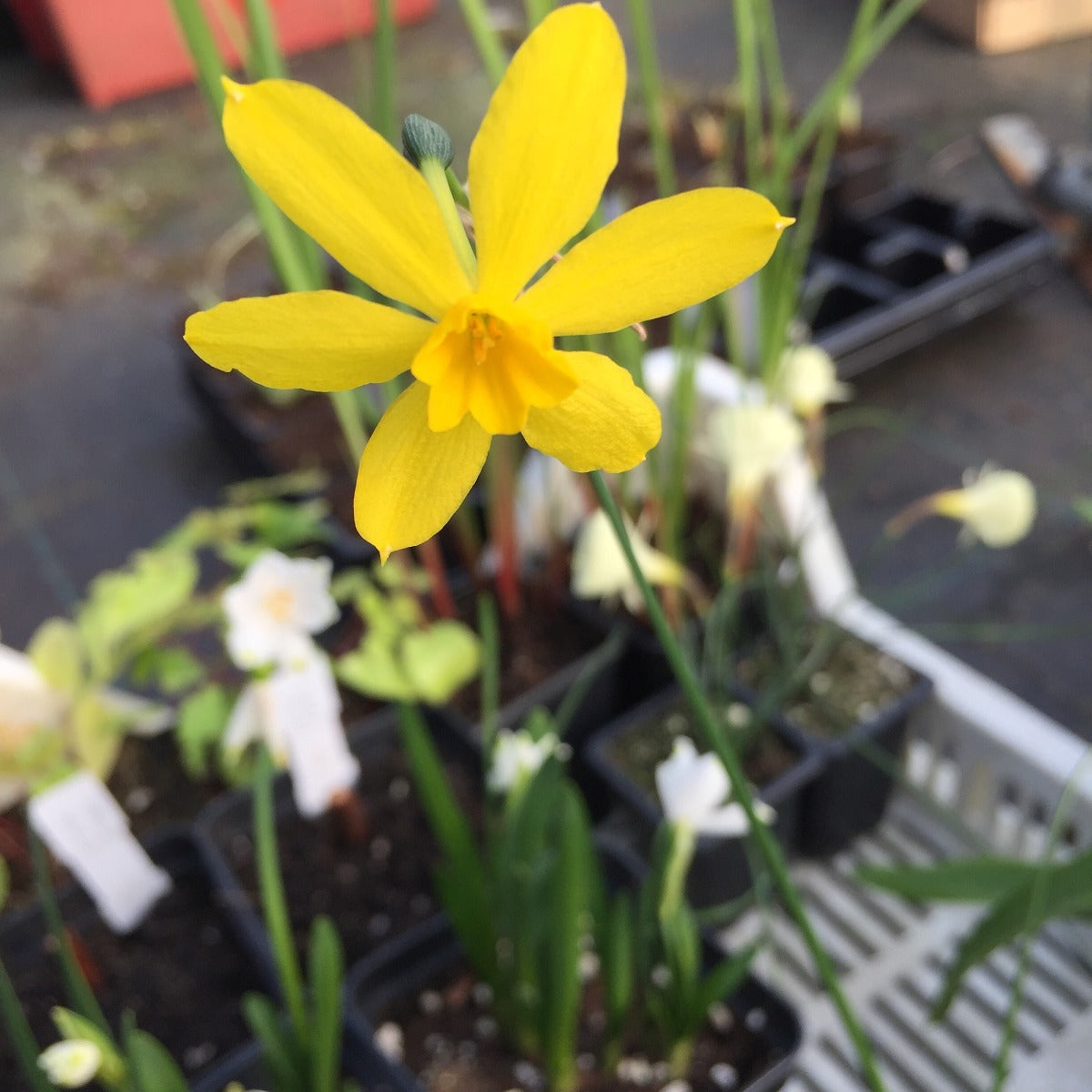 Narcissus fernandesii var cordubensis