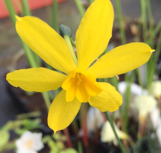 Narcissus fernandesii var cordubensis