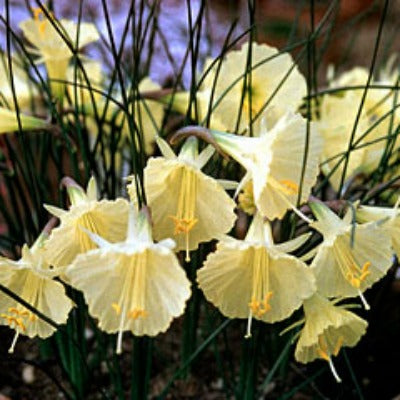 Narcissus_bulbocodium_subsp_romieuxii