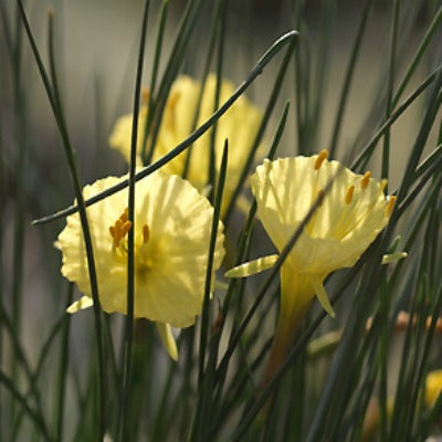 Narcissus_romieuxii SF370