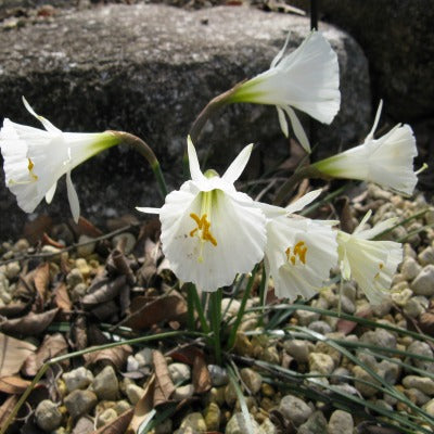 Narcissus_romieuxii_ssp_Albidus