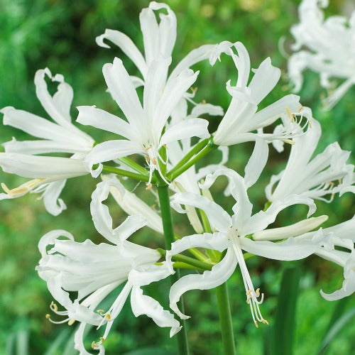 Nerine_bowdenii_Alba