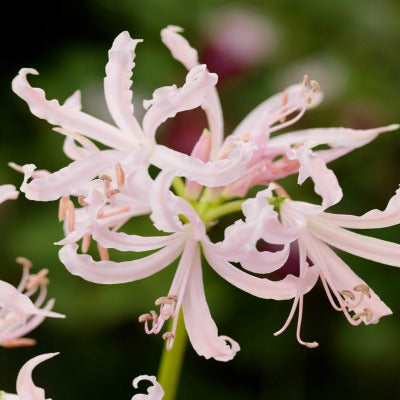 Nerine_bowdenii_albivetta