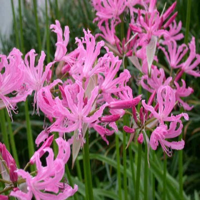 Nerine_bowdenii_Pink_Triumph
