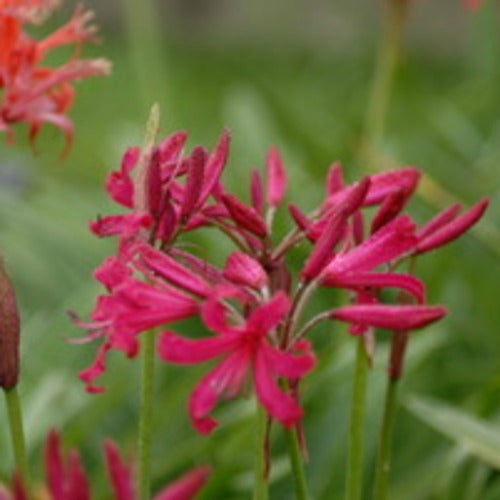Nerine_Mr_John