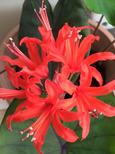 Nerine_sarniensis_var_sarniense.jpg