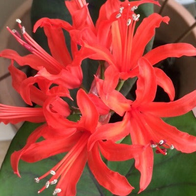 Nerine_sarniensis_var_sarniense.jpg