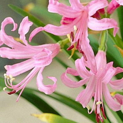 Nerine_sarniensis_Pink