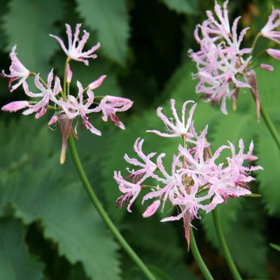 Nerine_undulata