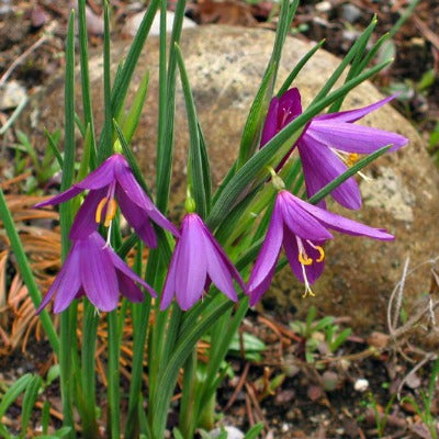 Olsynium_douglasii