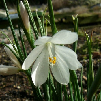 Olsynium_douglasii_ Alba