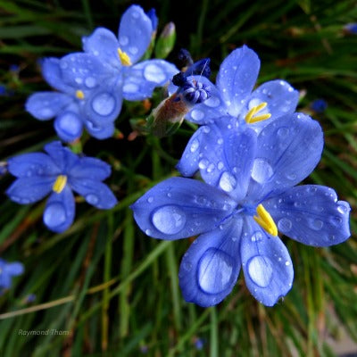 Orthrosanthus multiflorus