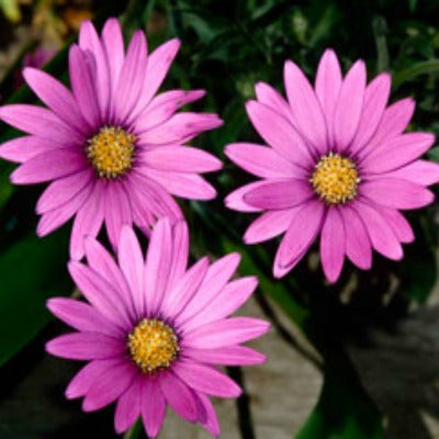 Osteospermum_jucundum_Blackthorn