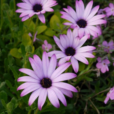 Osteospermum_cannington_roy.jpg