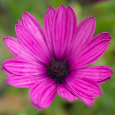 Osteospermum Tresco Purple