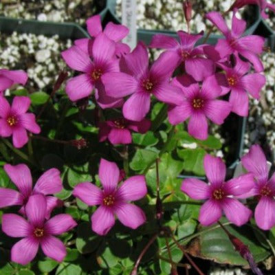 Oxalis_brasiliensis.jpg