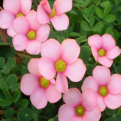 Oxalis_convexula