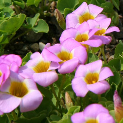 Oxalis_depressa_inops.jpg