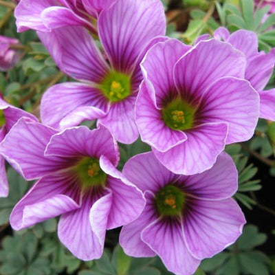 Oxalis_enneaphylla_rosea