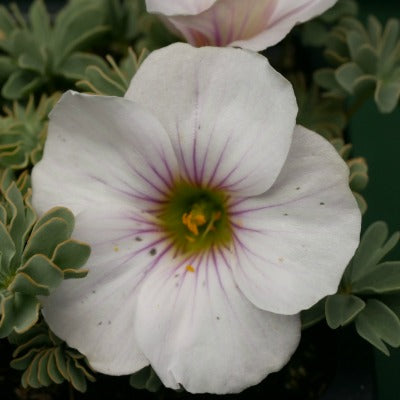 Oxalis enneaphylla Ute