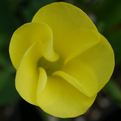 Oxalis flava var fabaefolia