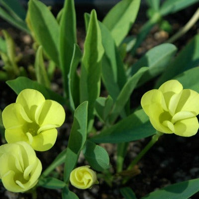 Oxalis flava var fabaefolia