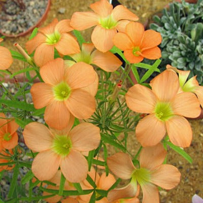 Oxalis_gracilis